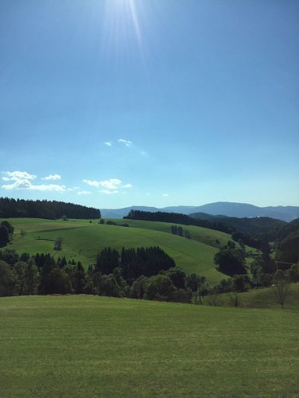 The trees grow so close together in the forest that they almost look black.