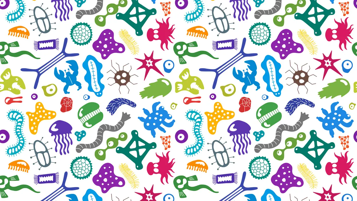 The Wonderful World of Your Microbiome