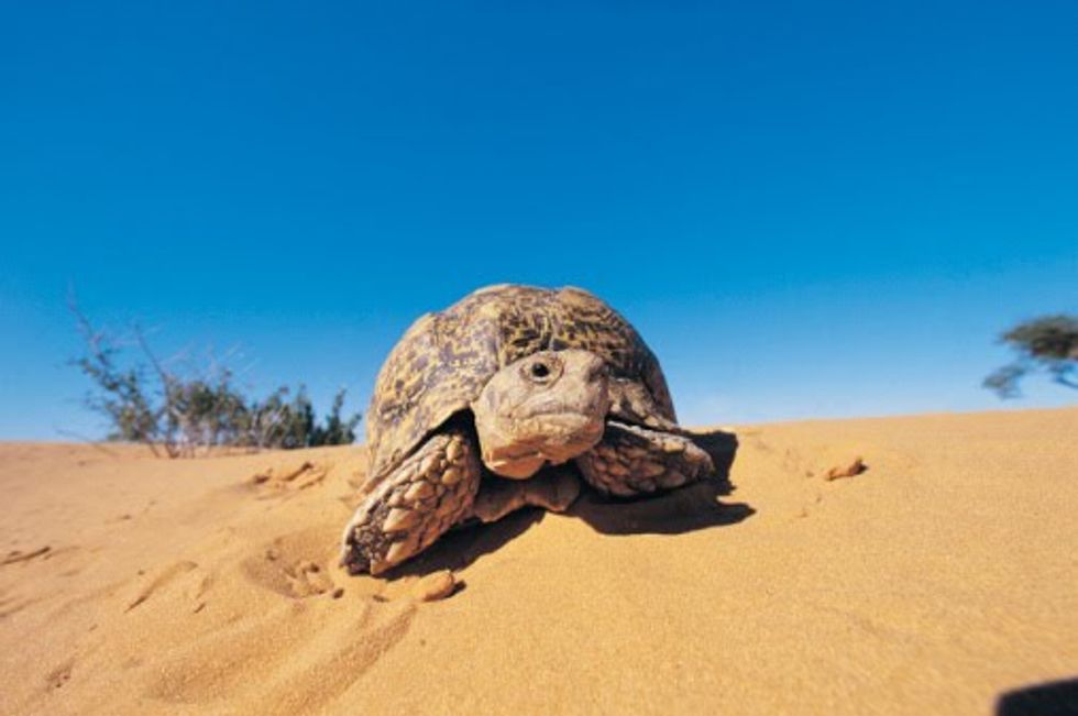 turtle in the sand