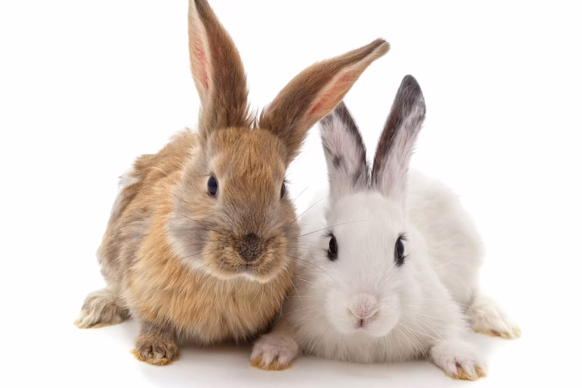Two cute rabbits sitting together