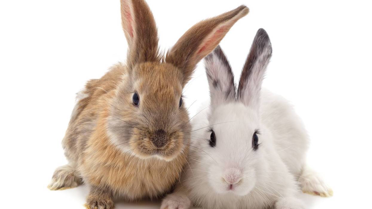 Two cute rabbits sitting together