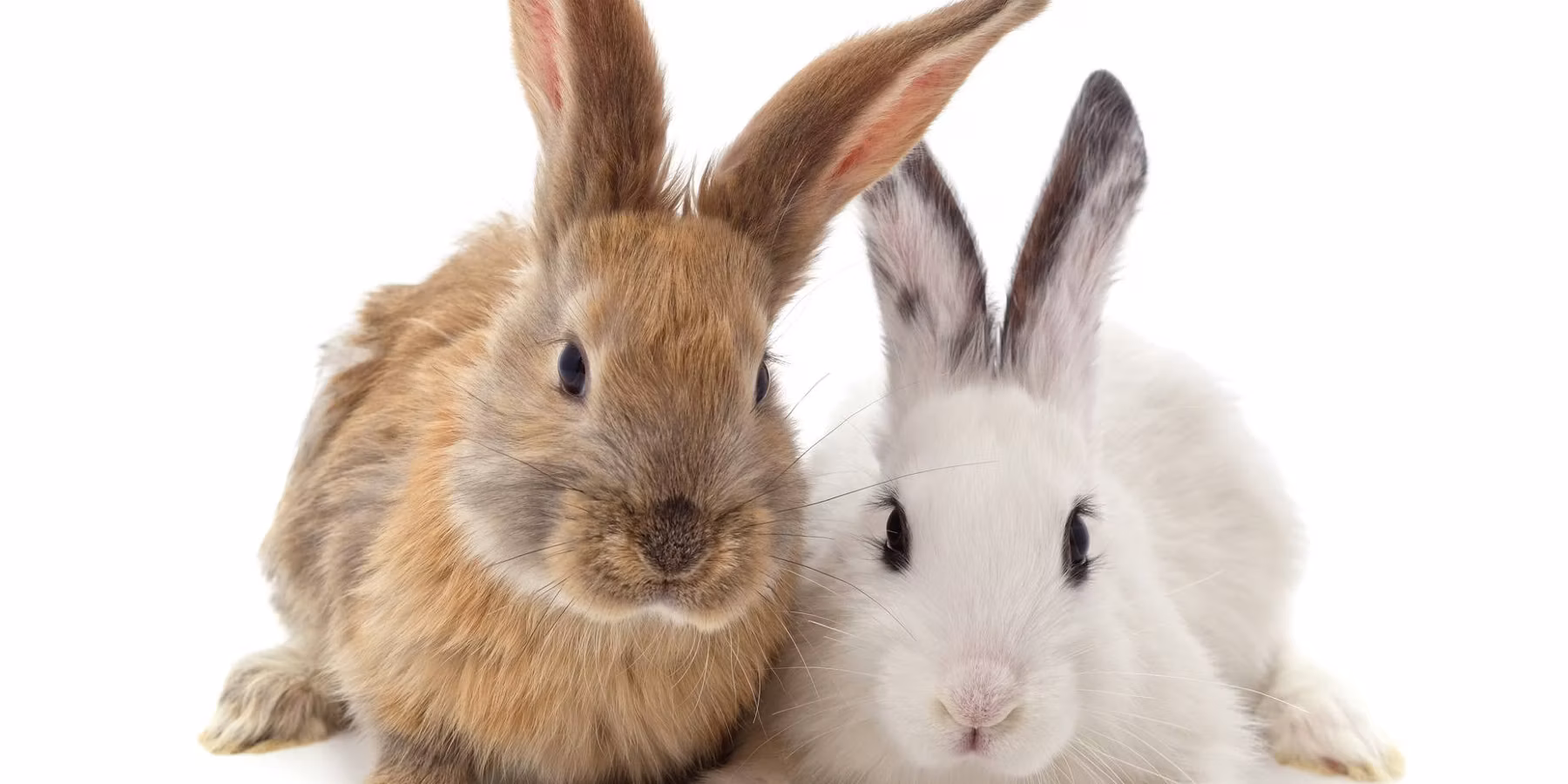 Two cute rabbits sitting together