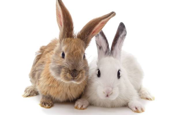 Two cute rabbits sitting together