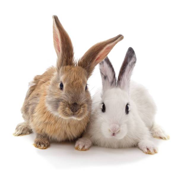 Two cute rabbits sitting together