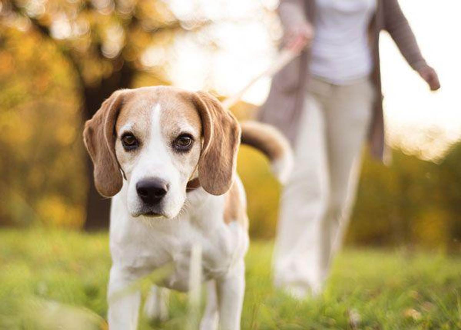 The Benefits of Walking Your Dog
