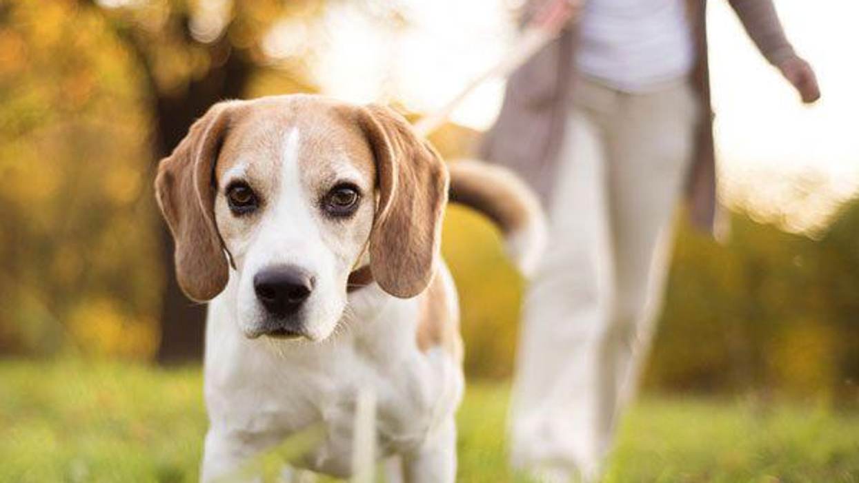 The Benefits of Walking Your Dog