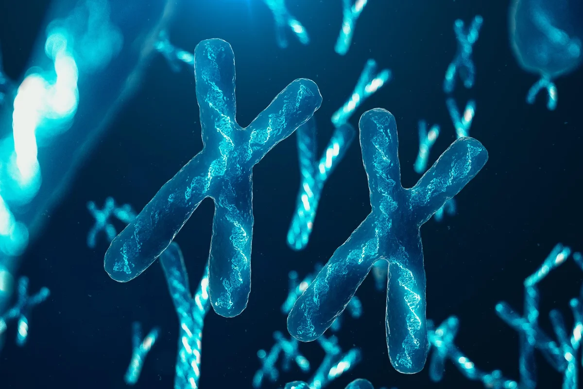 XX-Chromosomes with DNA carrying the genetic code
