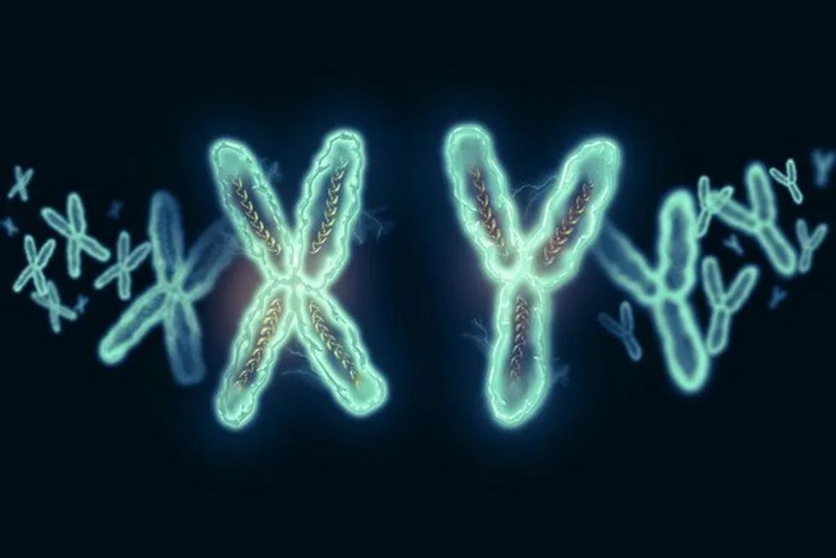 xy chromosomes